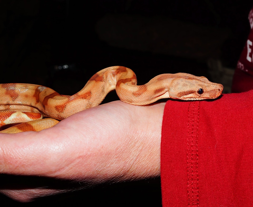 Reptile boa mouse hunter