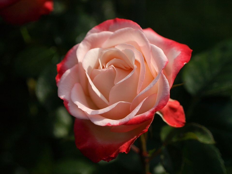 Blooming blossom romantic