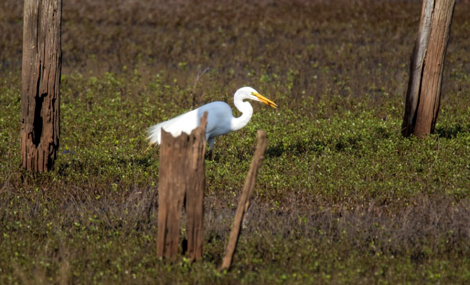 Hungry White Egret at the Ocmulgee National Monument