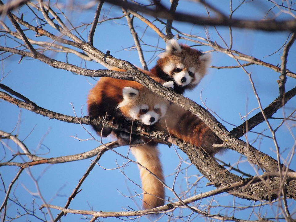 Cute cute animals tree climbing