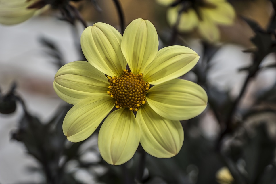 Flower garden plant ornamental plant