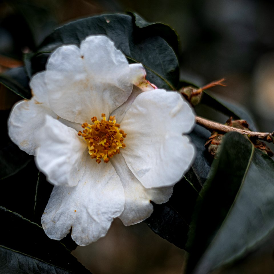 Day 33 - Silver Column Camellia