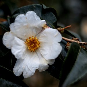 Day 33 - Silver Column Camellia