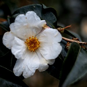 Day 33 - Silver Column Camellia photo