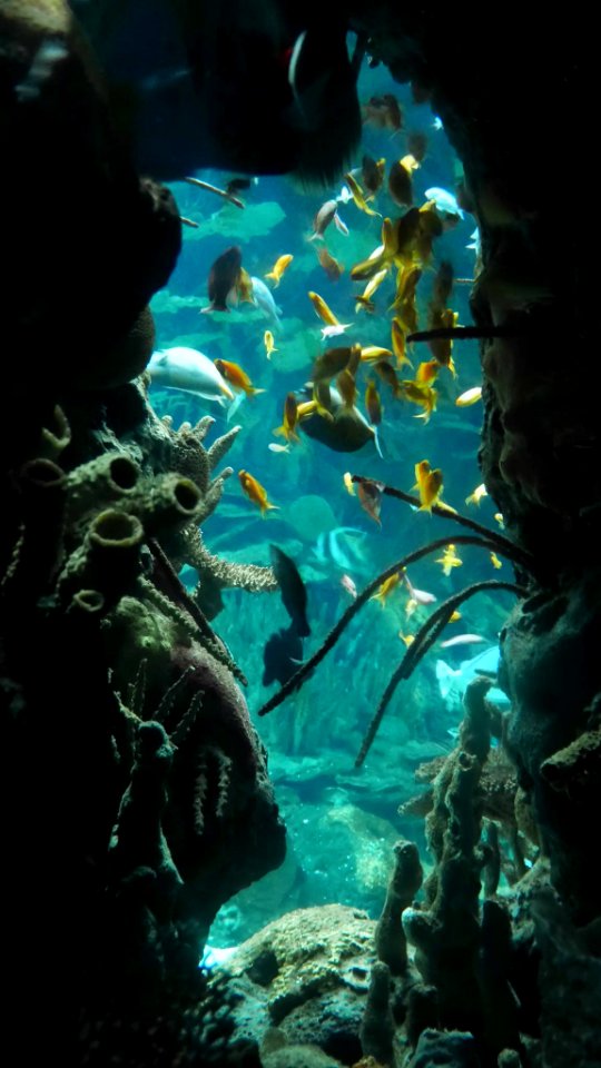 Oceanário de Lisboa