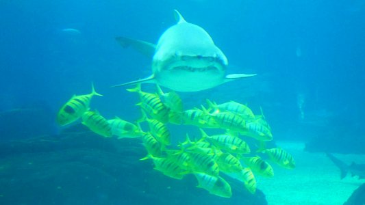 Oceanário de Lisboa