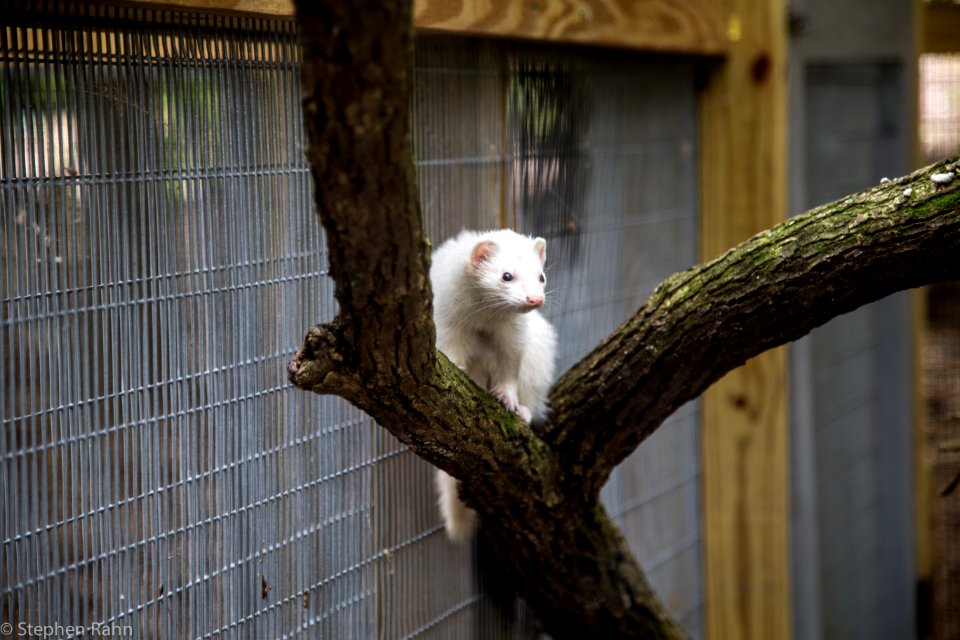 Zoo Atlanta White Ferret photo