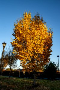 Fall Colors at Tattnall Square Park