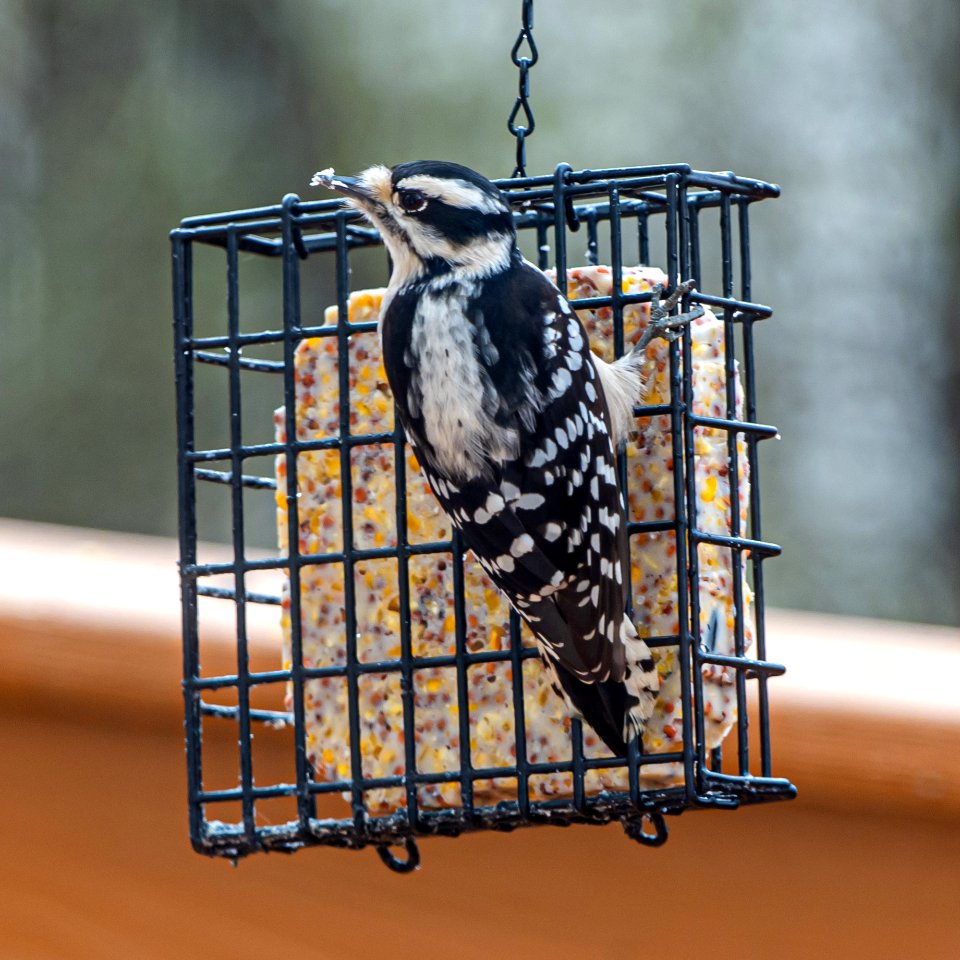 Day 15 - Downy Woodpecker