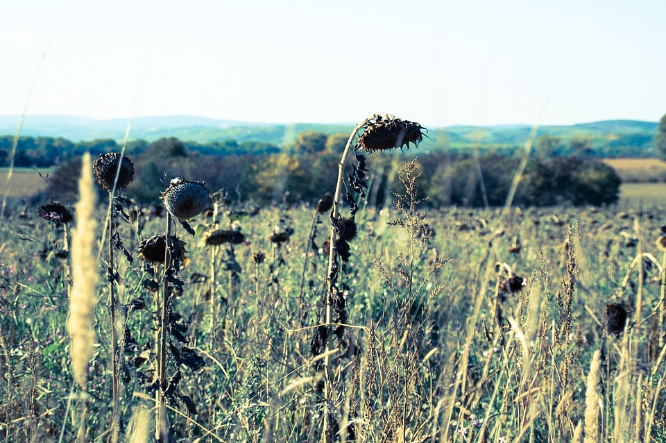 Landscape faded vinatge style