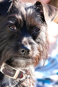 Fur pet dog head photo