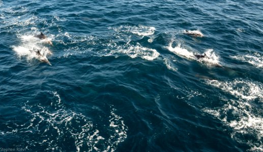 California Dolphins