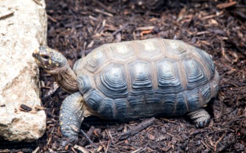 Zoo Atlanta Tortoise photo