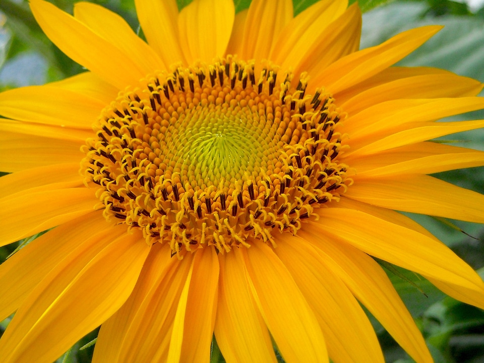 Nature flowers colors