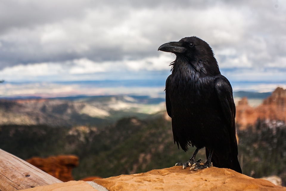 Black animal nature