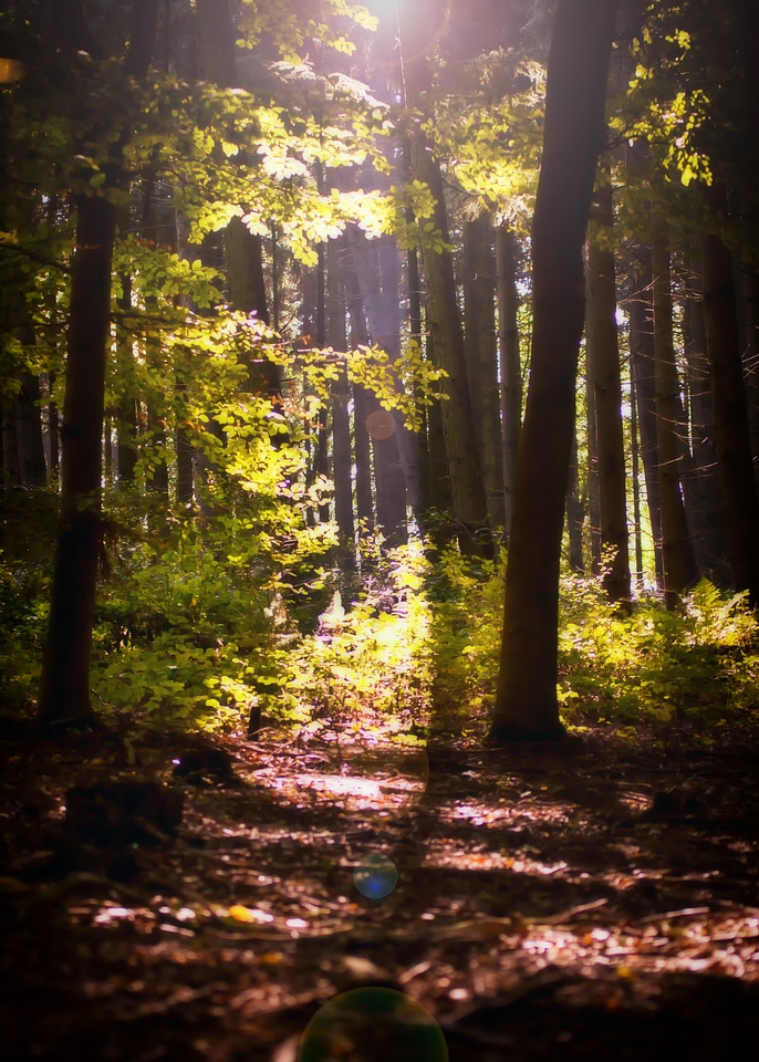Autumn nature autumn forest