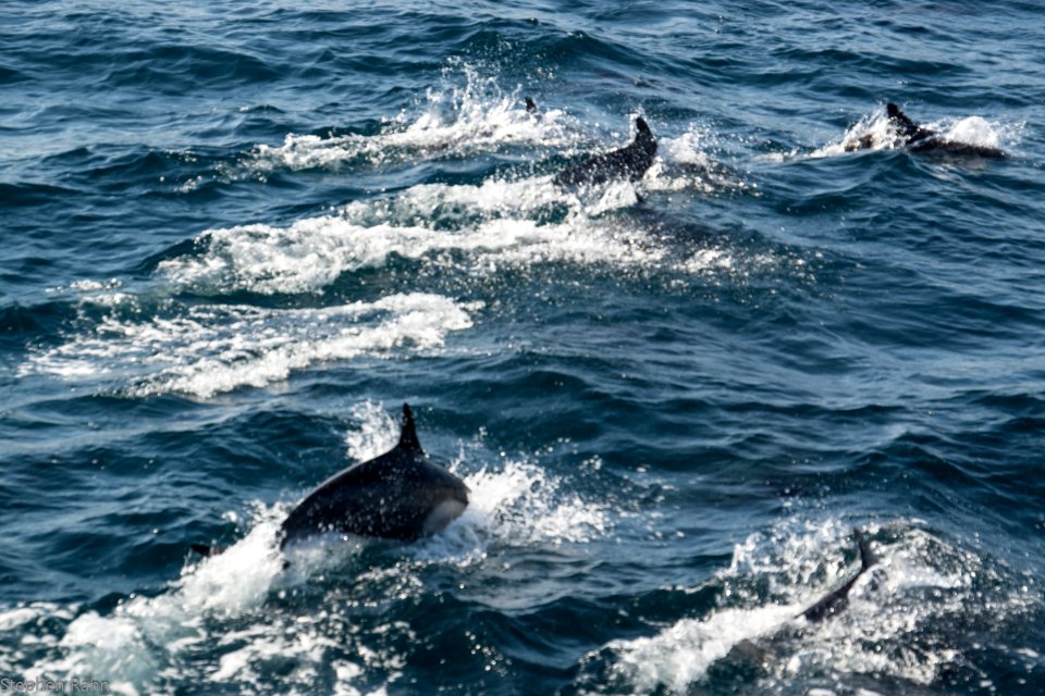 California Dolphins