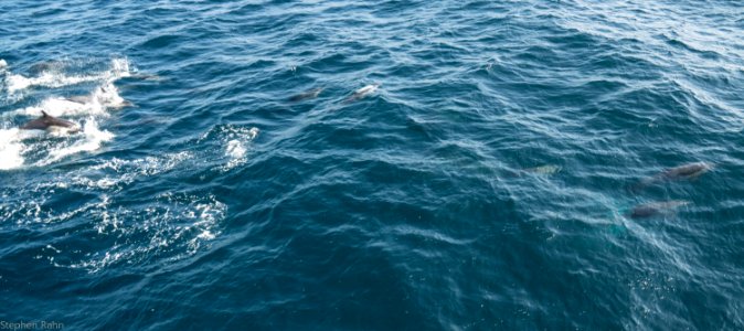 California Dolphins