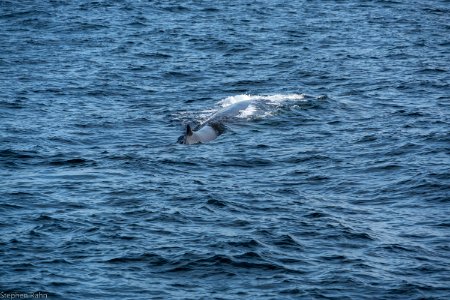 California Whales
