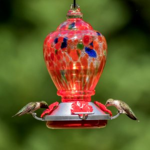 Hummingbirds