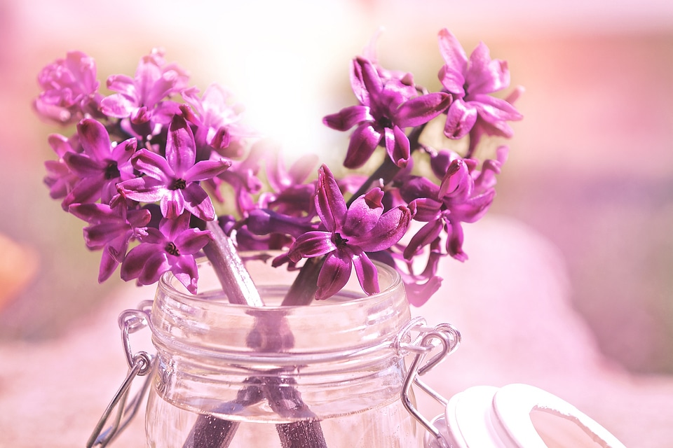 Pink spring flowers spring