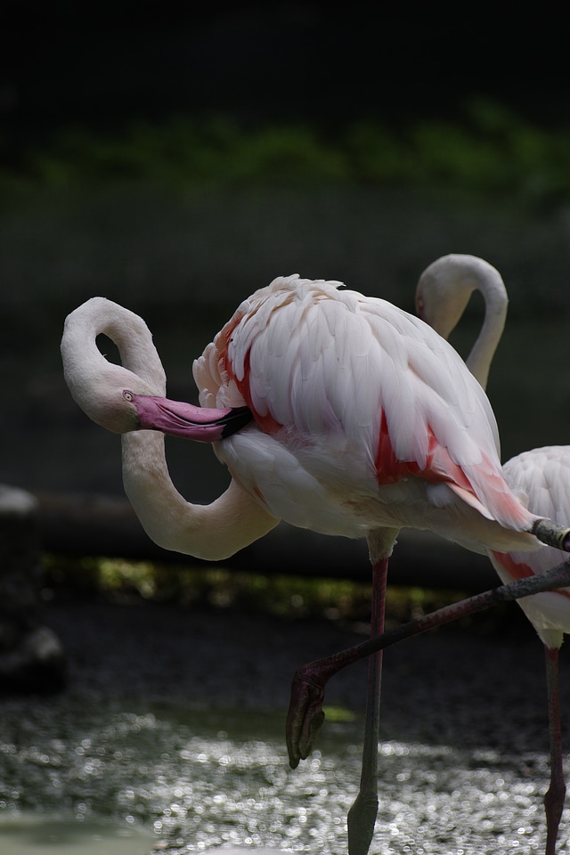 Flamingo zoo tallinn zoo