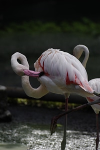 Flamingo zoo tallinn zoo