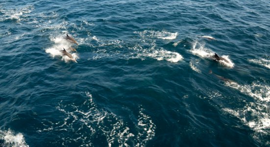 California Dolphins