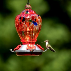 Hummingbird