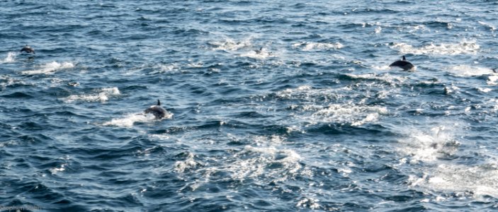 California Dolphins