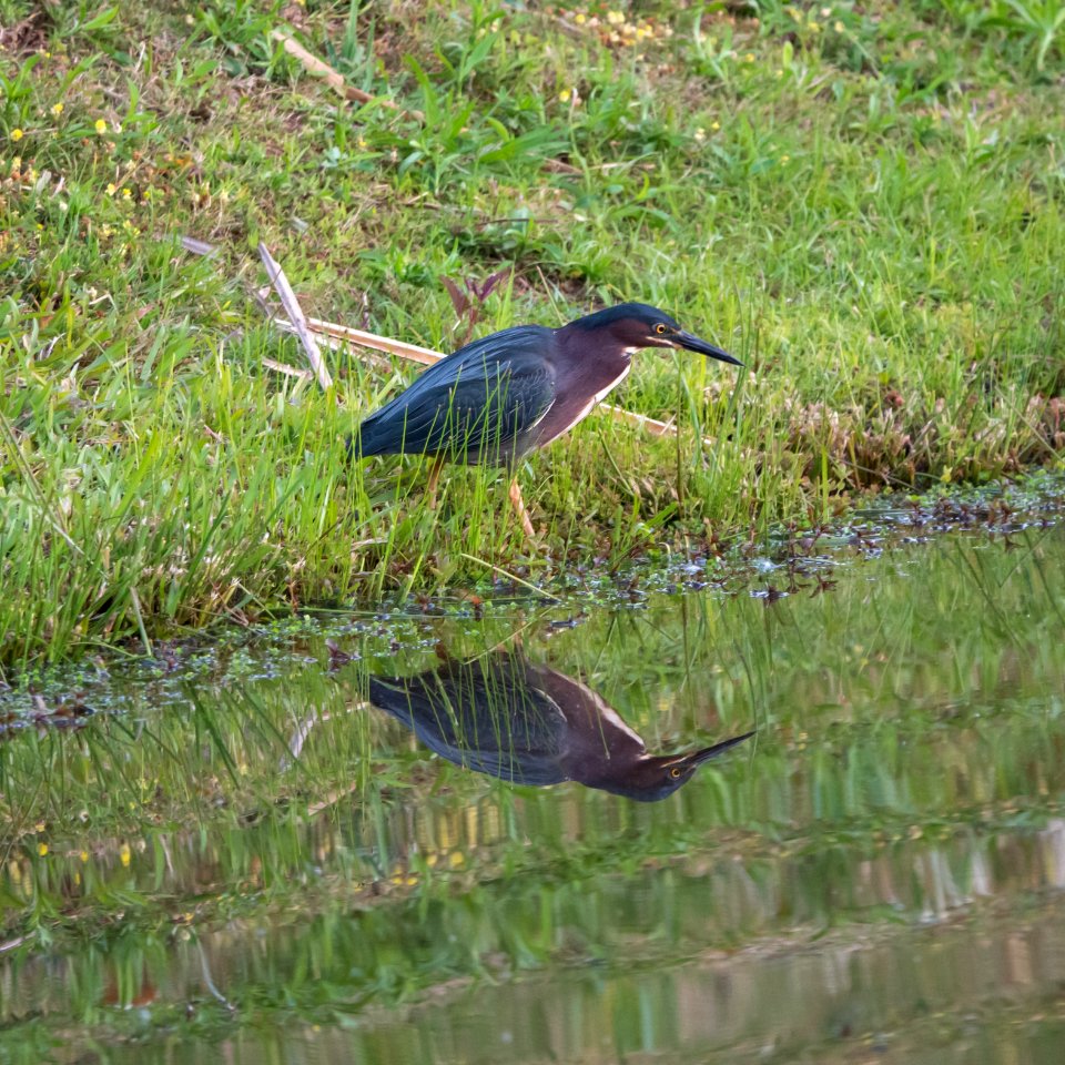 Green Heron