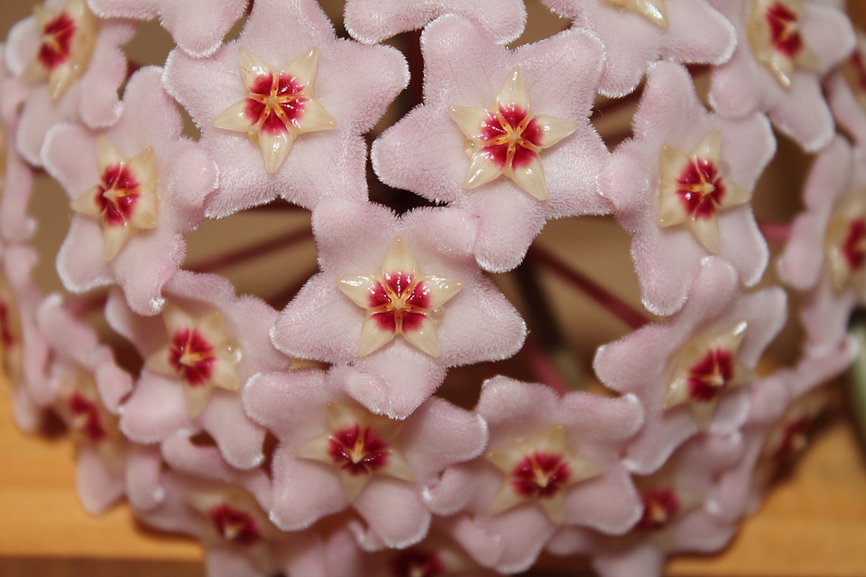 Hoya wax plant creeper