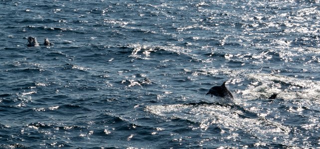 California Dolphins