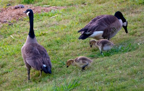 A Family Affair