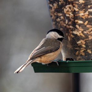 Day 29 - Black-capped Chickadee
