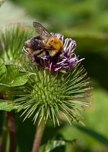 Bee nature summer photo