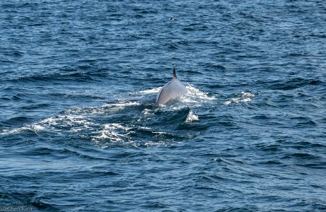 California Whales