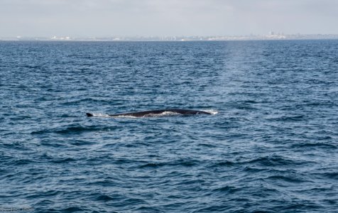 California Whales