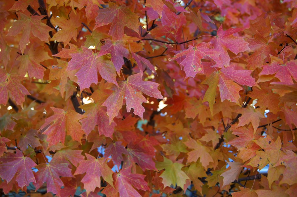 Day 296 - Fall Color Explosion