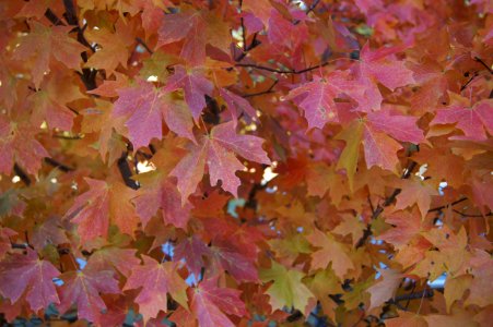 Day 296 - Fall Color Explosion