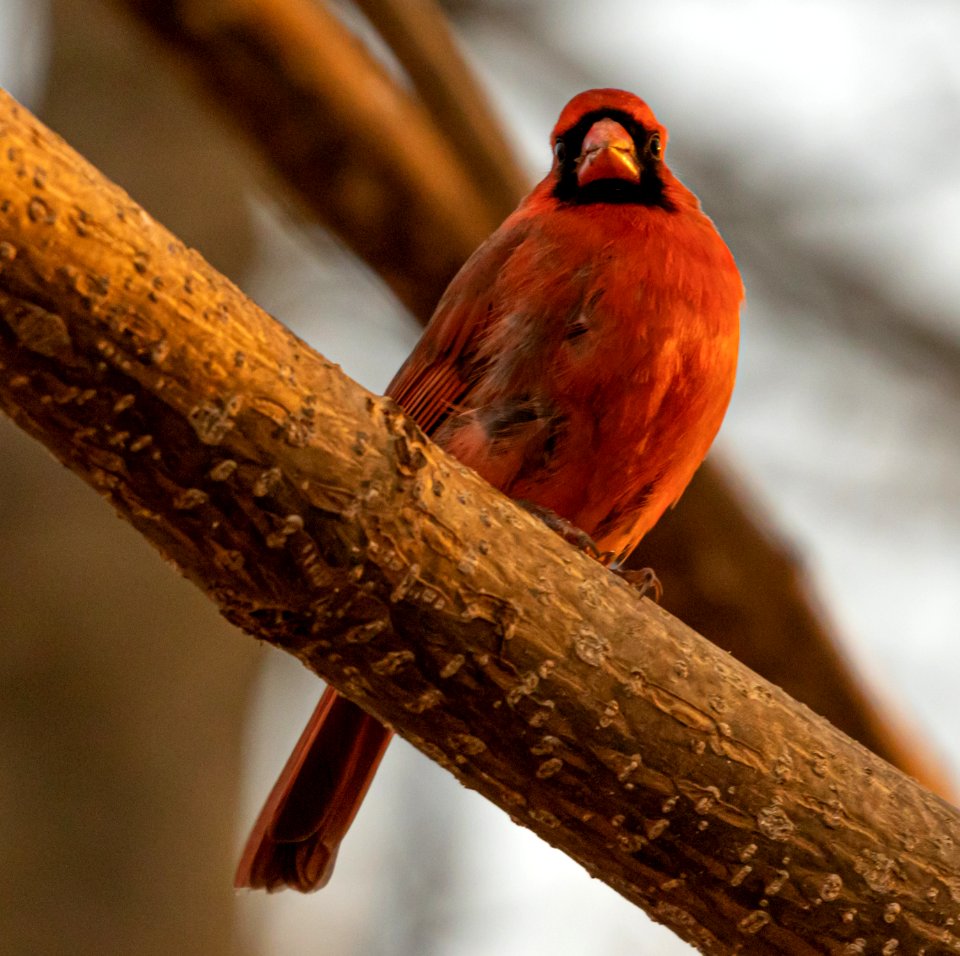 Cardinal