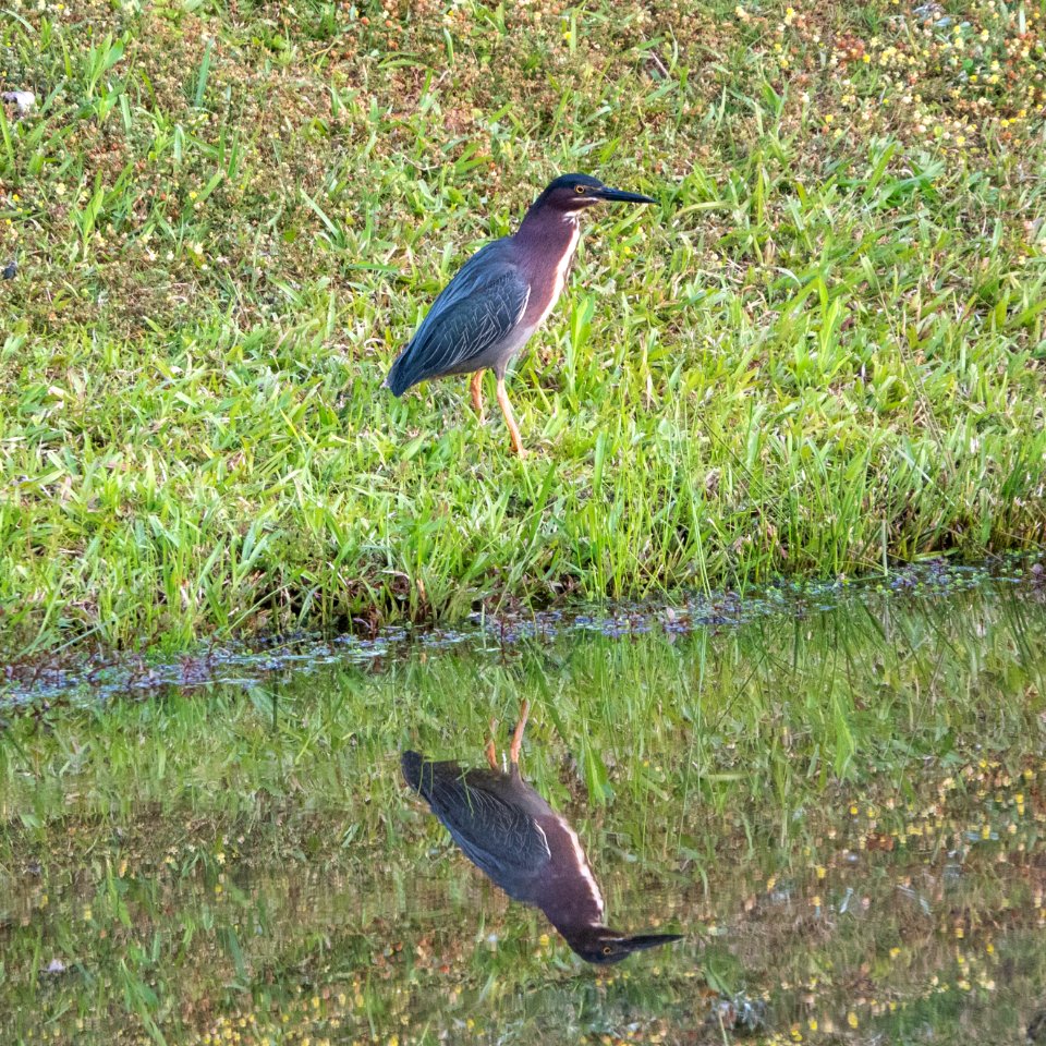 Green Heron
