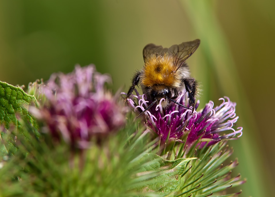 Bee nature summer