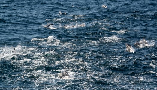California Dolphins