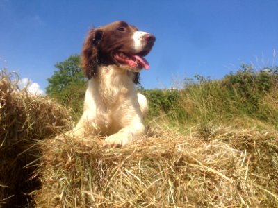 Making Hay
