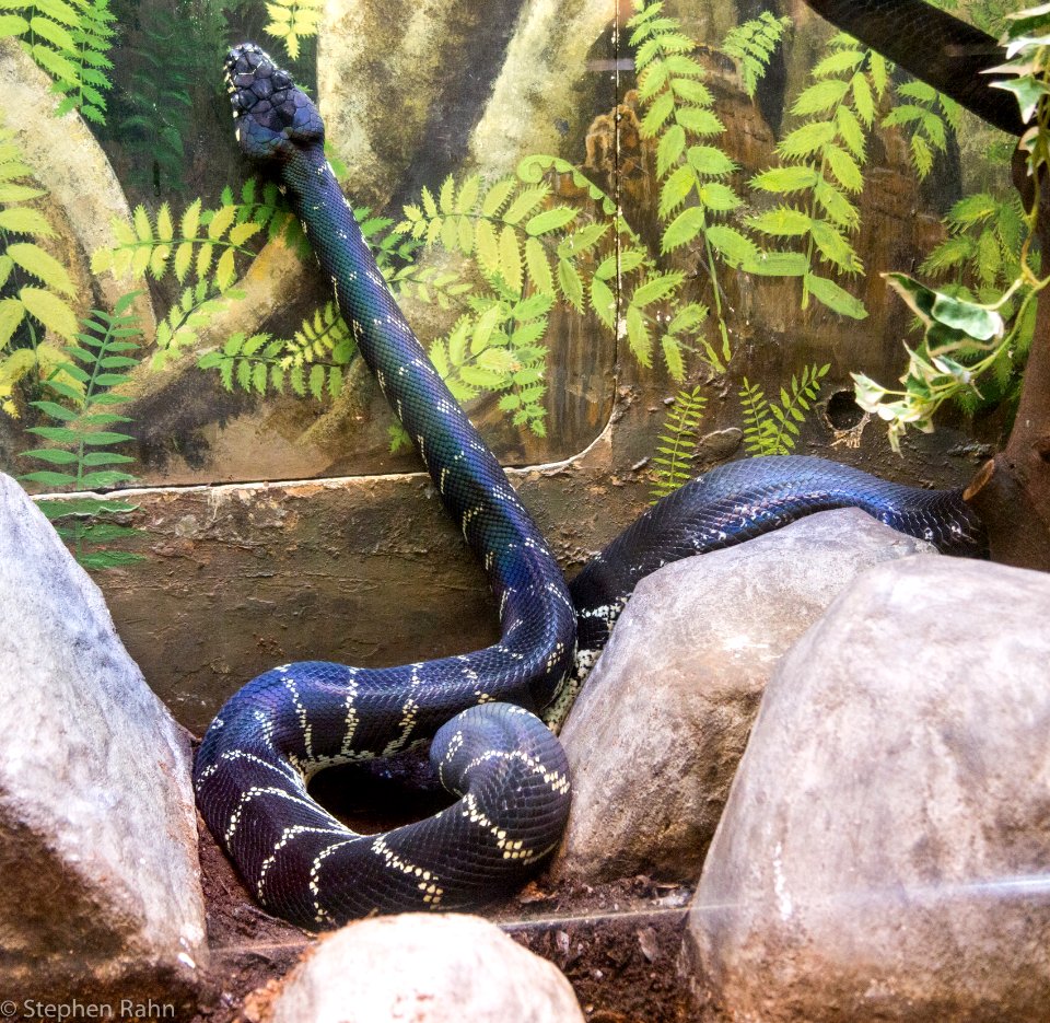 Zoo Atlanta Snake photo