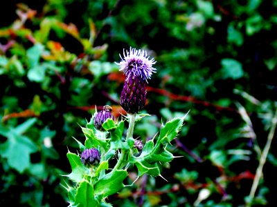 Thistle