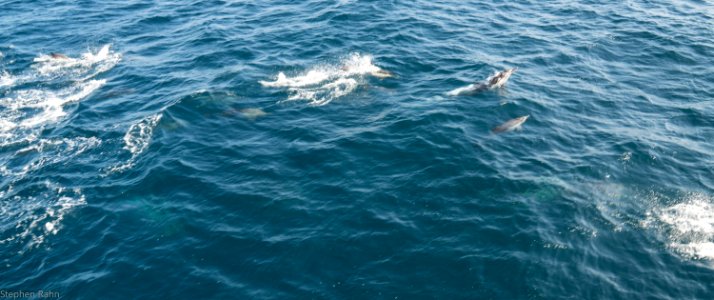California Dolphins