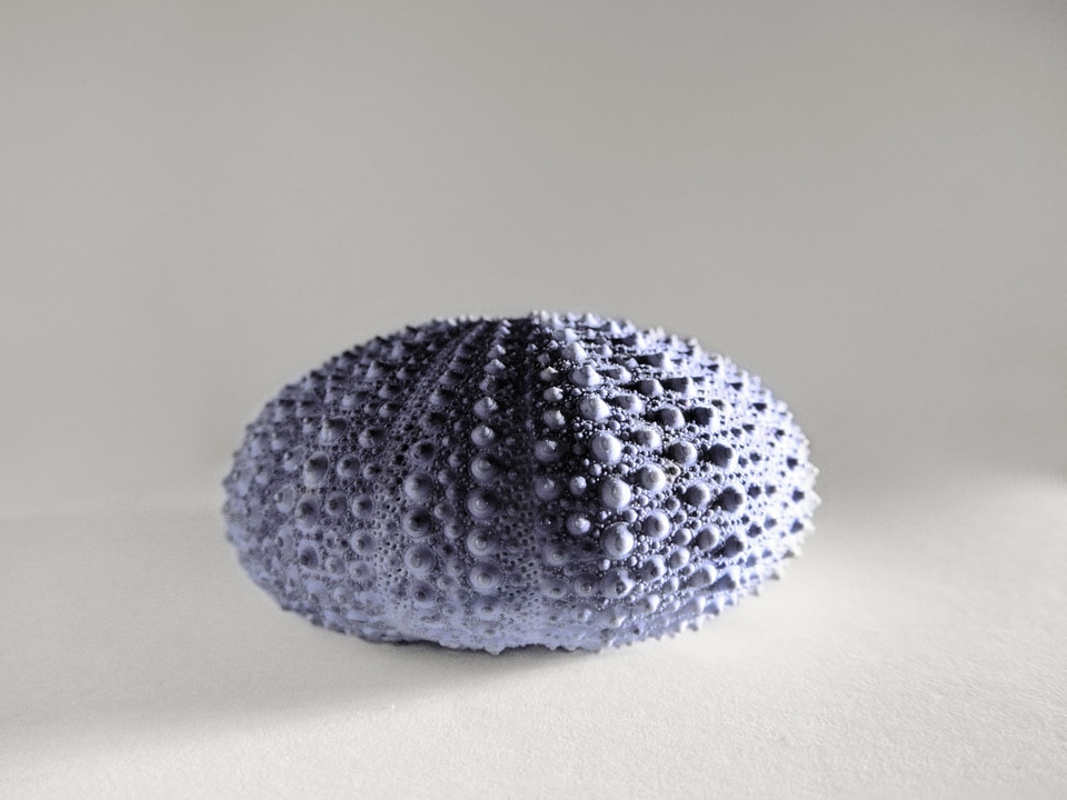 Shell purple gray sea