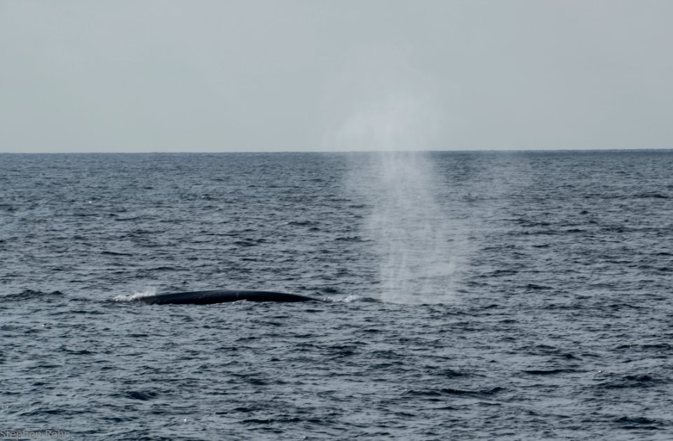 California Whales